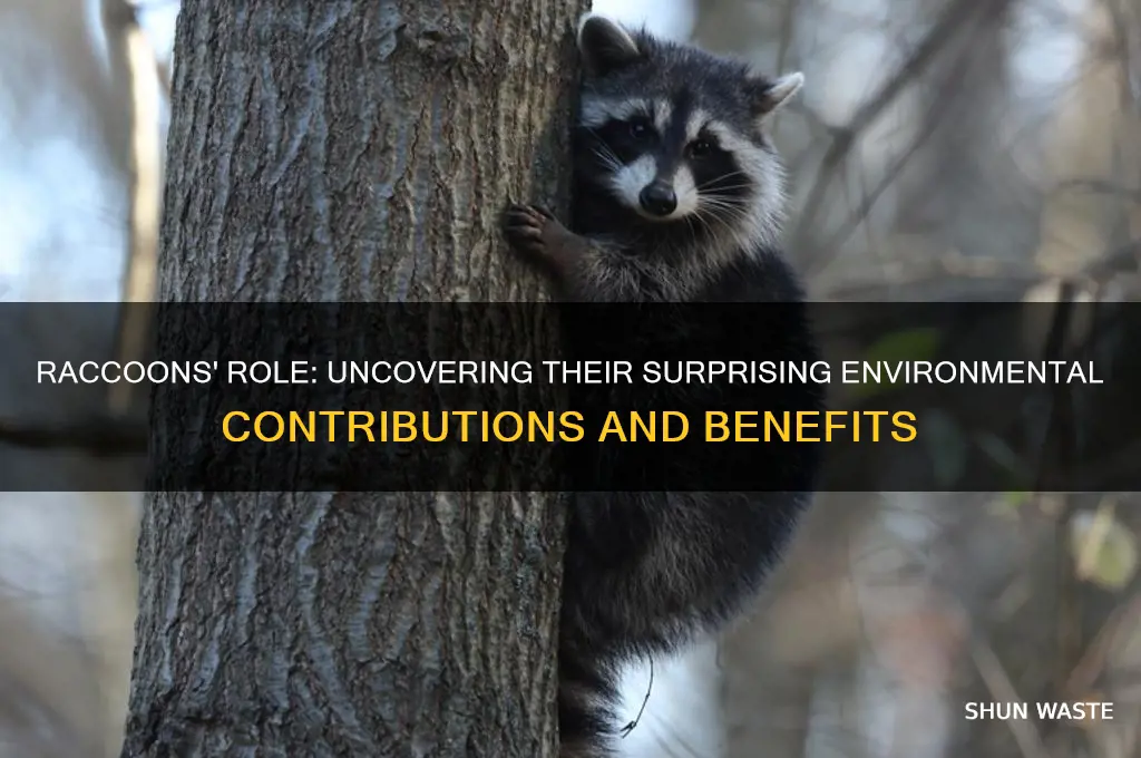how do raccoon help the environment