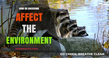 Raccoons' Environmental Impact: Exploring Their Role in Ecosystems and Beyond