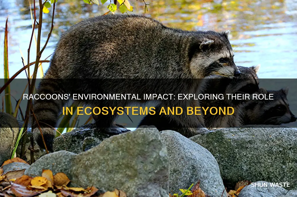how do raccoons affect the environment