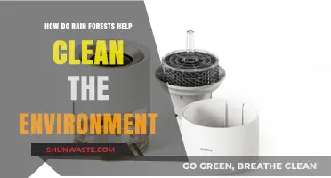 Rain Forests: Nature's Powerful Air Purifiers and Climate Regulators