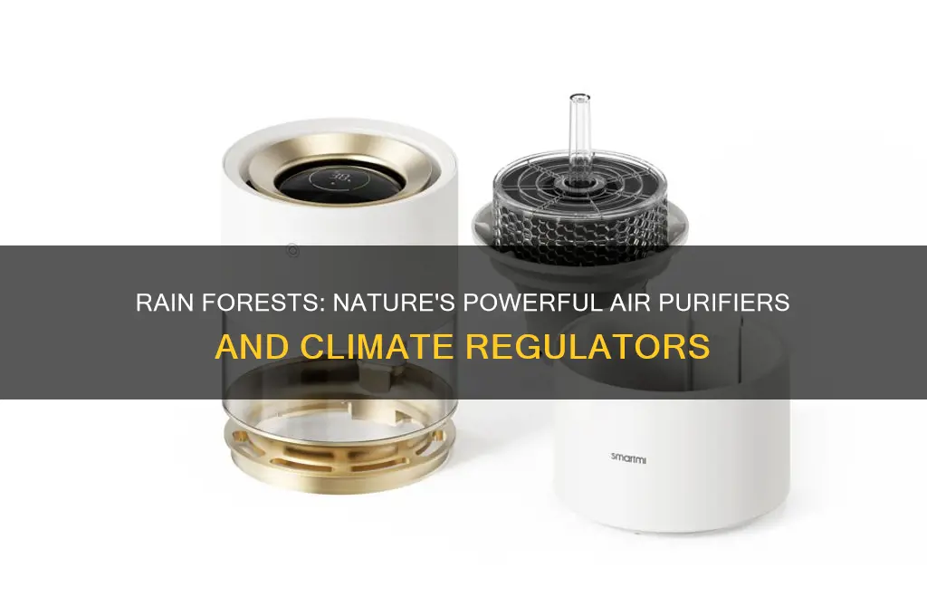 how do rain forests help clean the environment