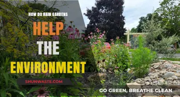 Rain Gardens: Eco-Friendly Solutions for Sustainable Water Management