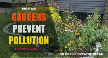 Rain Gardens: Natural Solution to Stop Pollution