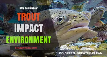 Rainbow Trout's Ecological Impact: Balancing Biodiversity and Environmental Changes
