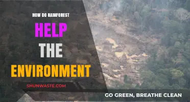 Rainforests: Earth's Vital Lungs Sustaining Climate and Biodiversity