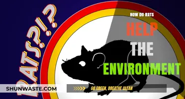 Rats as Eco-Heroes: Their Surprising Role in Environmental Balance