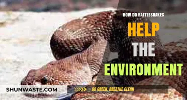 Rattlesnakes' Vital Role in Balancing Ecosystems and Biodiversity