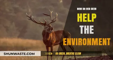 Red Deer's Vital Role in Ecosystem Balance and Environmental Health
