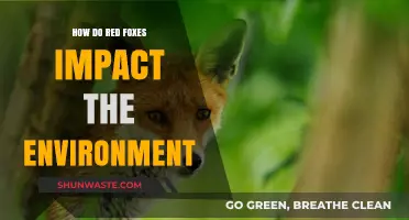 Red Foxes: Their Ecological Role and Environmental Impact Explained