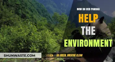 Red Pandas: Eco-Heroes Saving Forests and Biodiversity Naturally