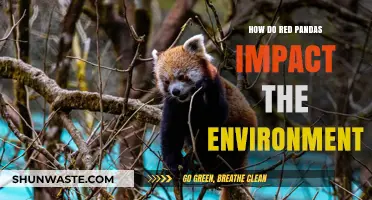 Red Pandas: Their Vital Role in Shaping Forest Ecosystems