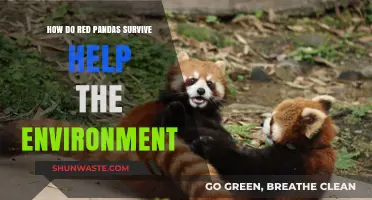 Red Pandas' Survival Strategies: Eco-Friendly Contributions to Our Environment
