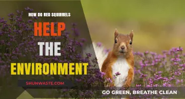 Red Squirrels: Vital Eco-Helpers in Forest Health and Biodiversity