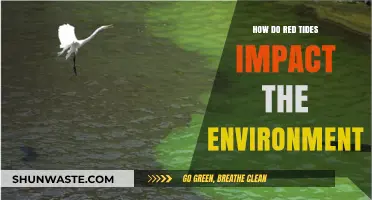 Red Tides: Environmental Impacts and Ecosystem Disruptions Explained