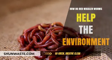 Red Wiggler Worms: Eco-Friendly Heroes for Sustainable Soil and Environment