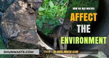Red Wolves: Their Vital Role in Shaping Ecosystems and Biodiversity