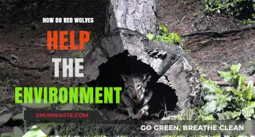 Red Wolves: Vital Predators Preserving Ecosystem Balance and Biodiversity