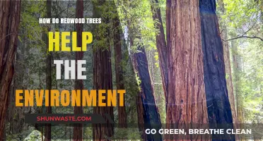 Redwood Trees: Environmental Guardians and Their Vital Ecological Impact