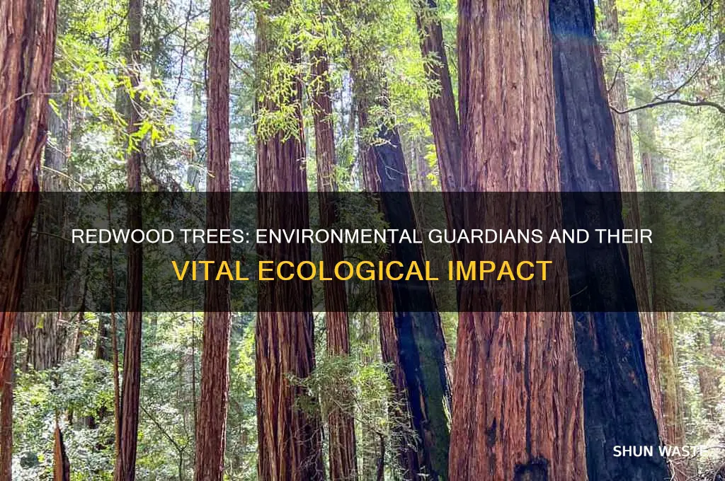 how do redwood trees help the environment