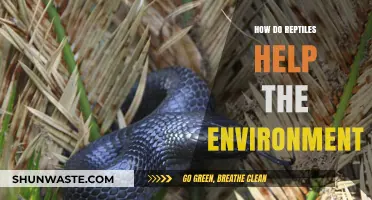 Reptiles' Vital Role: How They Sustain and Balance Ecosystems