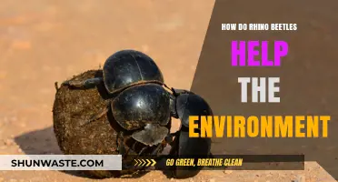 Rhino Beetles: Unsung Heroes in Ecosystem Balance and Soil Health