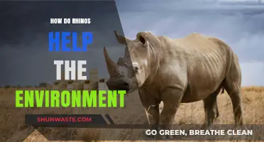 Rhinos' Vital Role in Ecosystem Balance and Environmental Health