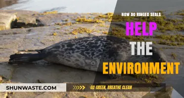 Ringed Seals: Vital Guardians of Arctic Ecosystems and Climate Balance