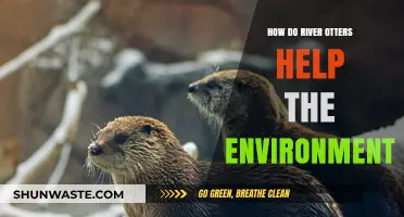 River Otters: Vital Guardians of Aquatic Ecosystems and Biodiversity