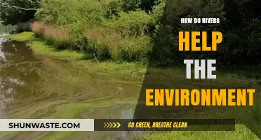 Rivers: Vital Lifelines Sustaining Ecosystems and Supporting Environmental Balance