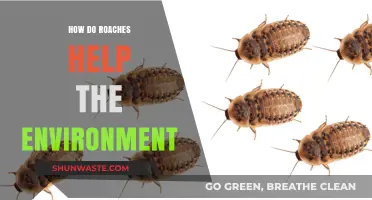 Cockroaches' Surprising Role: How They Benefit Our Ecosystem and Environment