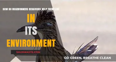 Roadrunner Survival Strategies: Adapting Behaviors to Thrive in Harsh Environments