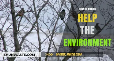 Robins' Role: Boosting Ecosystems and Supporting Environmental Health Naturally