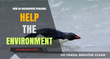 Rockhopper Penguins: Unsung Heroes in Preserving Marine Ecosystems