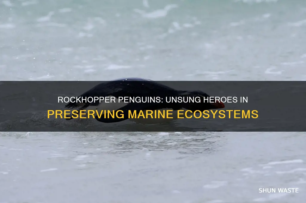 how do rockhopper penguins help the environment