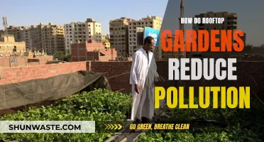 Rooftop Gardens: Nature's Solution to Pollution Problems