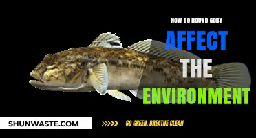 Round Goby Invasion: Environmental Impacts and Ecosystem Disruption Explained