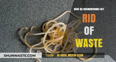 Roundworms' Waste Disposal: Understanding Their Unique Excretion Process