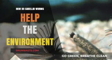Sabellid Worms: Unsung Heroes in Marine Ecosystem Health and Balance