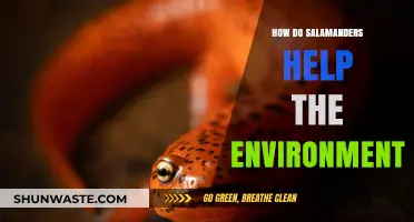 Salamanders: Unsung Heroes in Maintaining Healthy Ecosystems and Biodiversity