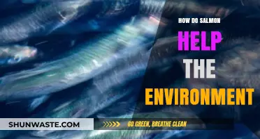 Salmon's Vital Role in Ecosystem Health and Environmental Balance