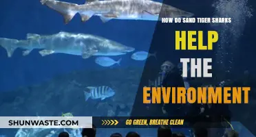 Sand Tiger Sharks: Vital Guardians of Marine Ecosystem Health and Balance