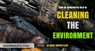 Saprophytes: Nature's Silent Cleaners and Their Eco-Friendly Role