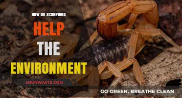 Scorpions' Surprising Role in Maintaining Ecosystem Balance and Health