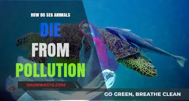 The Dark Side of Pollution: Killing Sea Animals