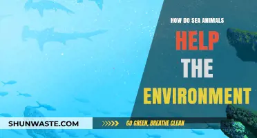 Ocean Guardians: How Sea Animals Sustain Our Environment