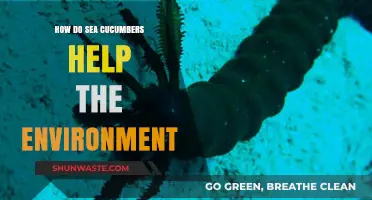 Sea Cucumbers: Unsung Heroes of Ocean Health and Ecosystems