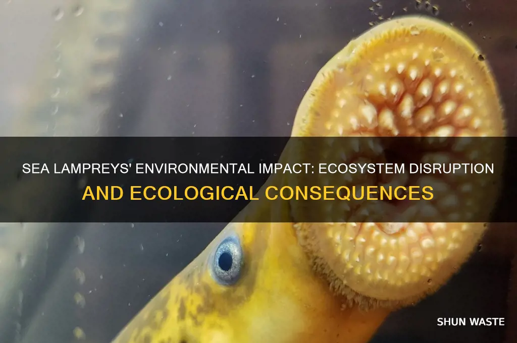 how do sea lampreys affect the environment