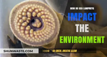 Sea Lampreys: Environmental Impacts and Ecosystem Disruptions Explained