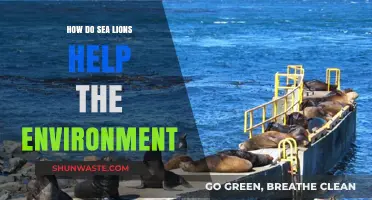 Sea Lions: Unsung Heroes in Marine Ecosystem Balance and Health