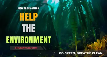 Sea Otters: Keystone Species Saving Kelp Forests and Coastal Ecosystems